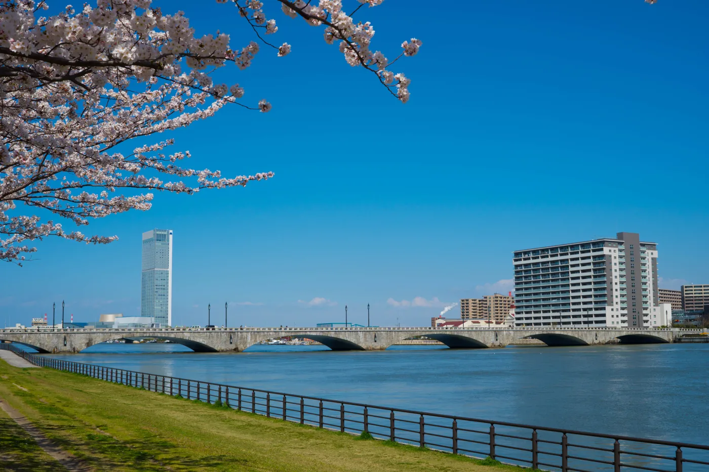 桜並木の川沿いから見た街並み
